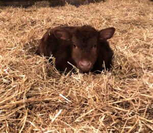 red calf lying in straw
