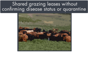 shared grazing leases without confirming disease status or quarantine is a biosecurity threat to beef herds
