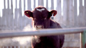 beef steer in a winter feedlot pen with steam