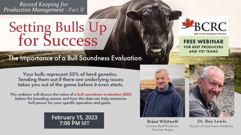 beef webinar: setting bulls up for success - the importance of a bull soundneess evaluation