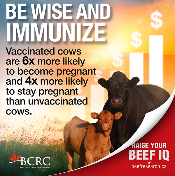 https://www.beefresearch.ca/content/uploads/2023/02/Factoid-Immunize.jpg