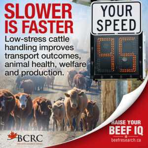 Slower is faster. Low-stress cattle handling improves transport outcomes, animal health, welfare and production