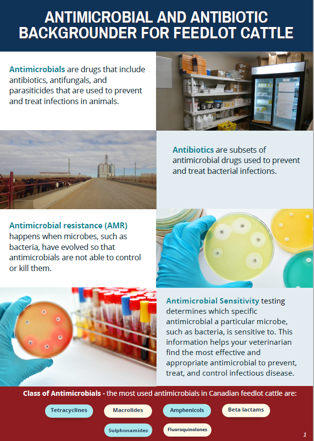 Antimicrobial and antibiotic backgrounder for feedlot cattle