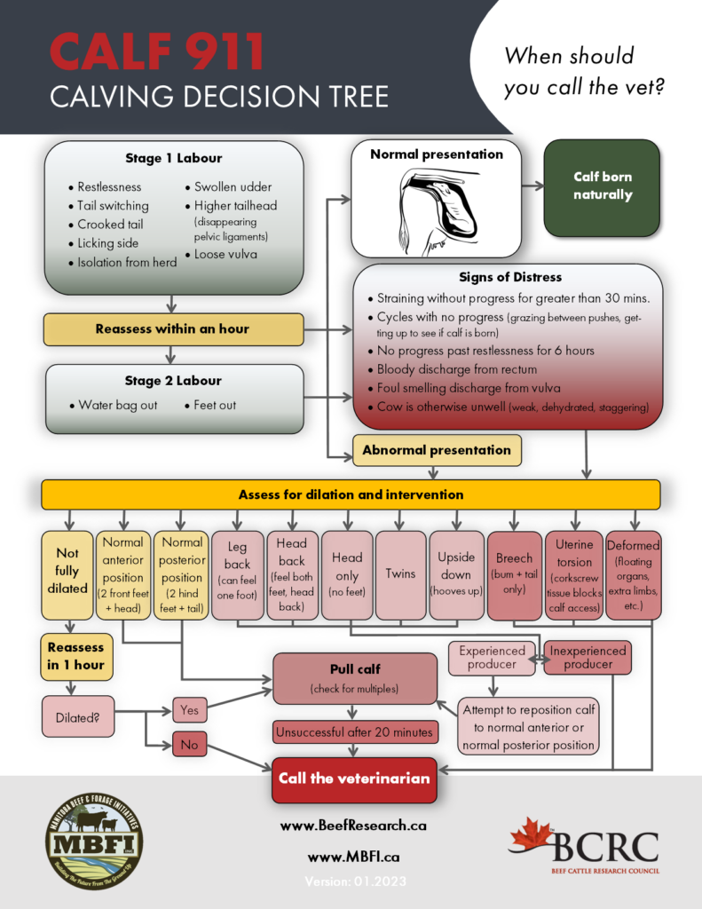 BCRC calving decision tree