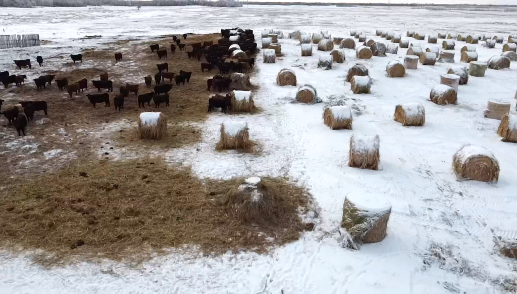 cattle bale grazing in winter