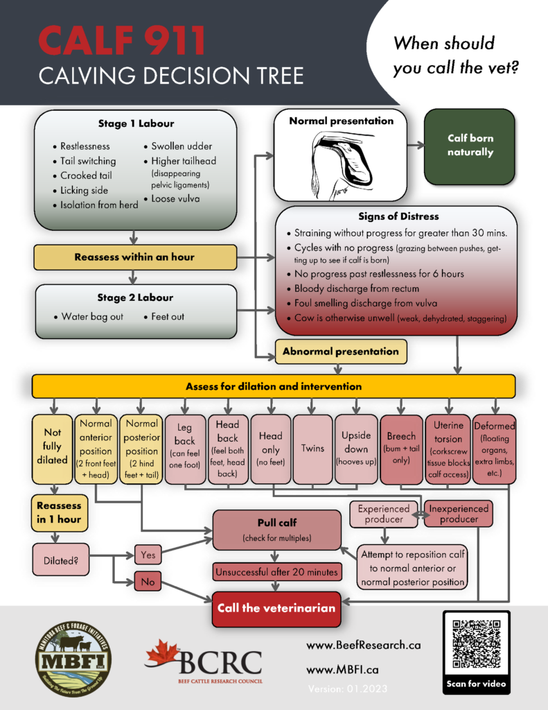 calf 911 calving decision tree