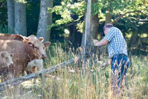 beef producer closing fence