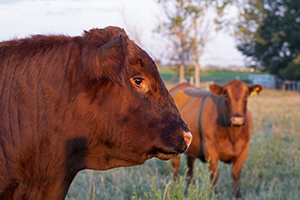 vaccinations for potential venereal diseases in bulls and cows