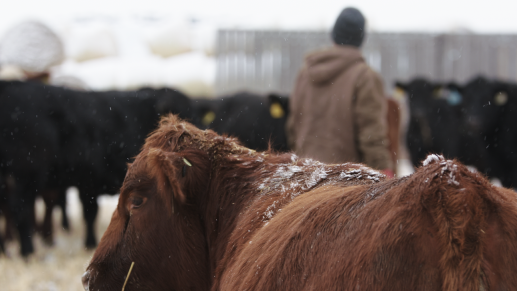 Canadian beef producer checking cattle in winter