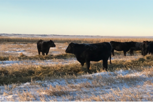 cattle swath grazing in winter