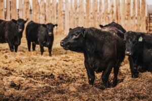 black bull with heifers on straw during breeding season