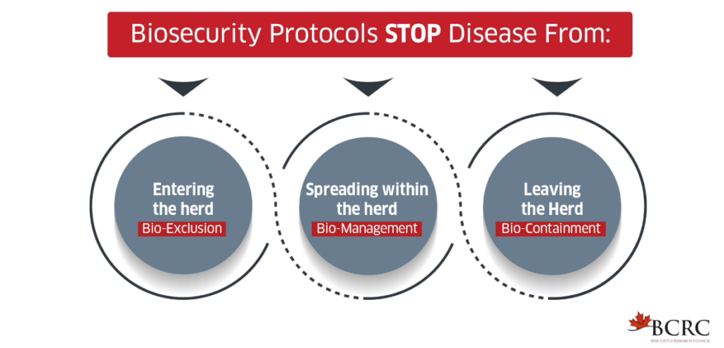 biosecurity protocols stop disease in beef cattle from entering the herd (bio-exclusion), spreading within the herd (bio-management and leaving the herd (bio-containment)