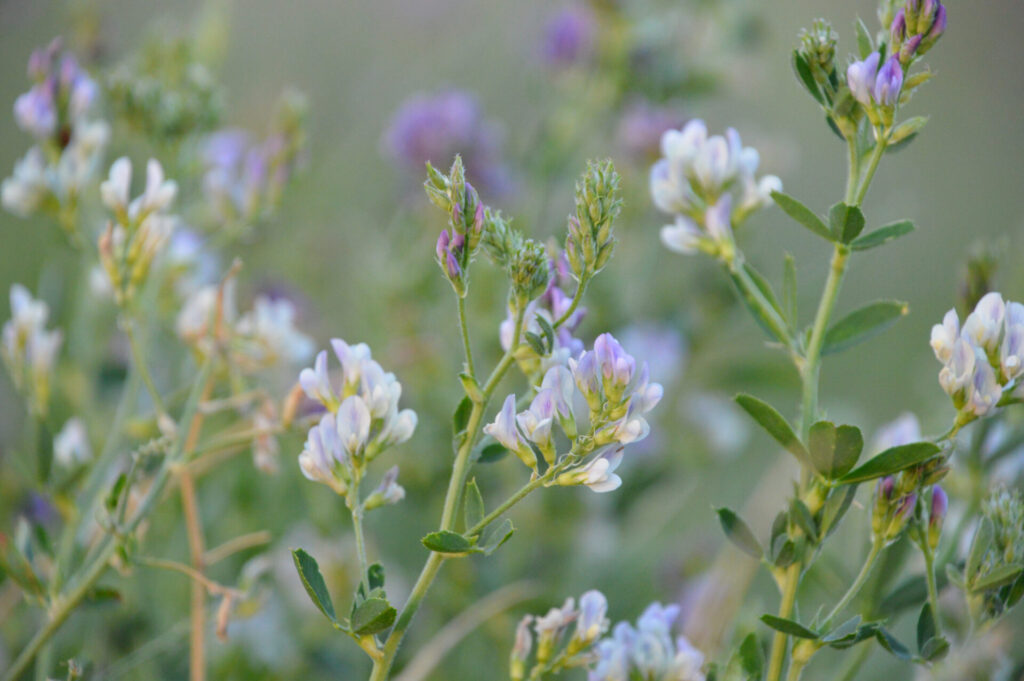 flowering alfalfa picture taken by Tara Mulhern Davidson