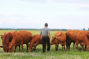 beef cattle producer from Ontario with red cows on green grass