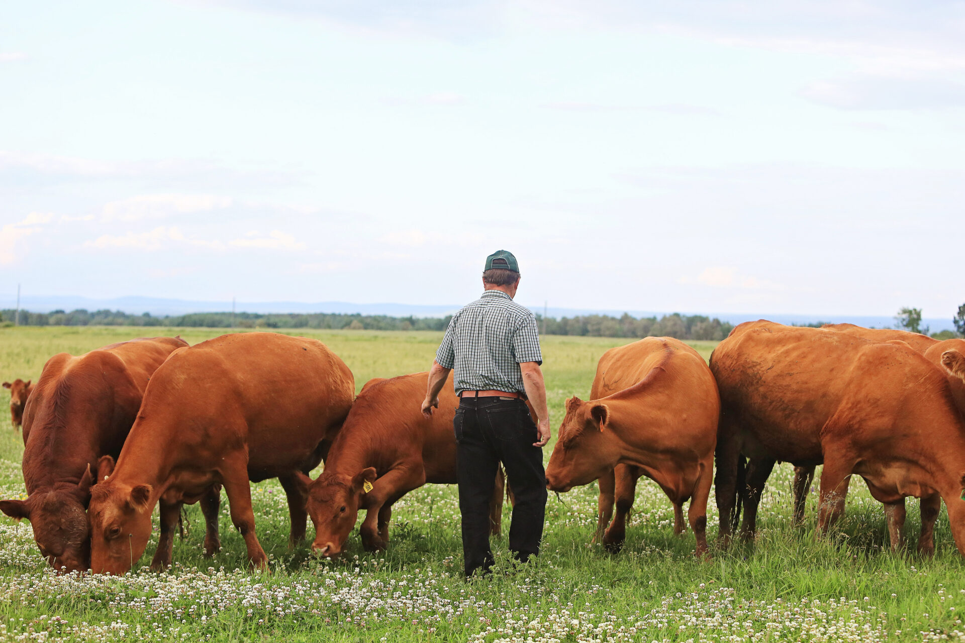 Taking Cattle Pain Management Mainstream BeefResearch.ca