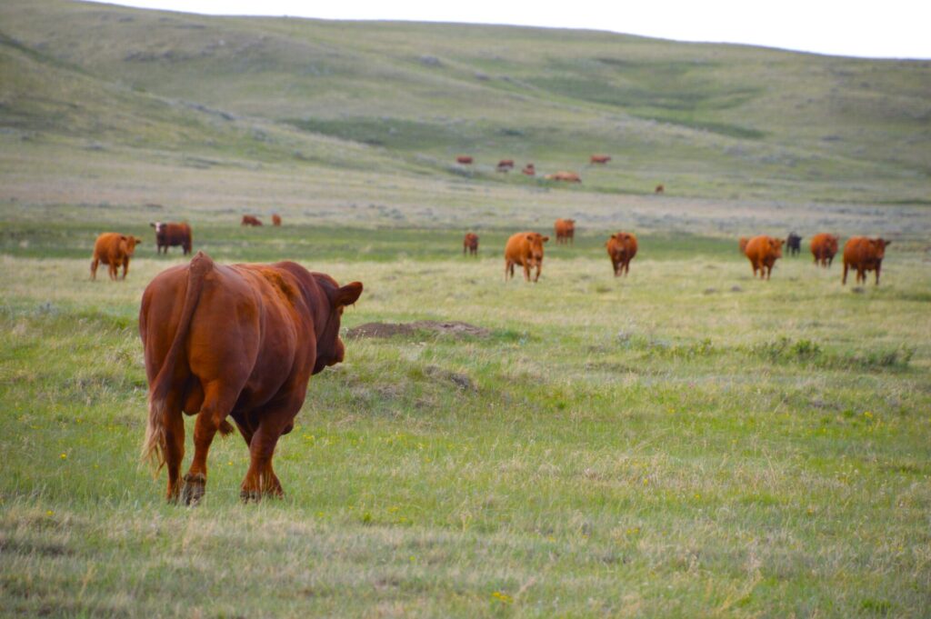 red bull and cows in pasture during breeding season