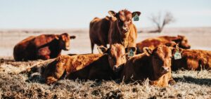 red calves in spring