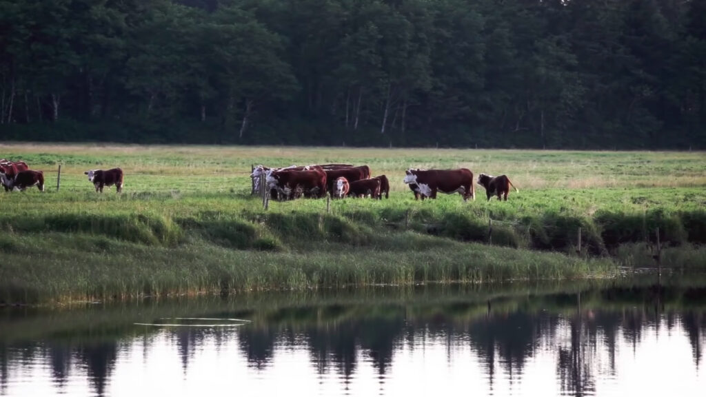 cattle grazing near wetland
