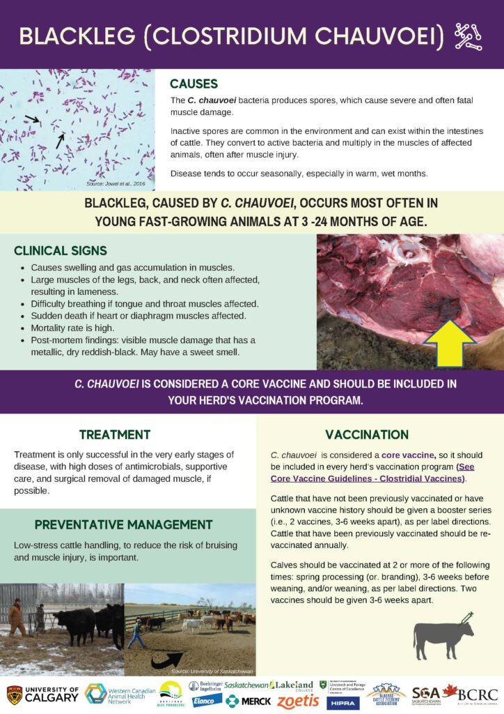 blackleg disease infographic

