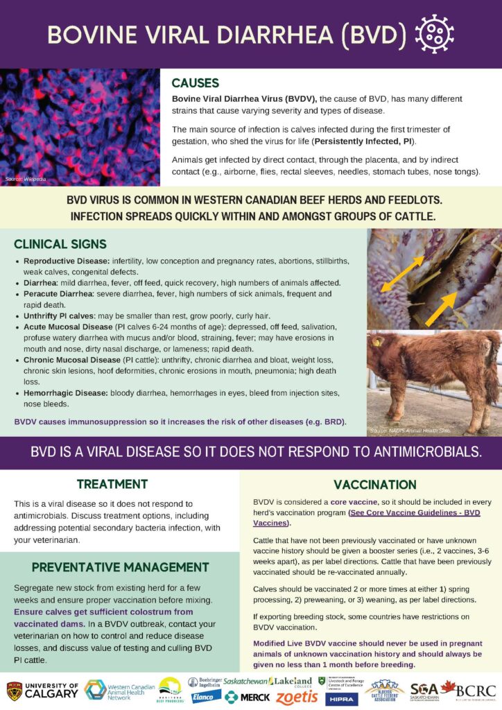 bovine viral diarrhea disease infographic