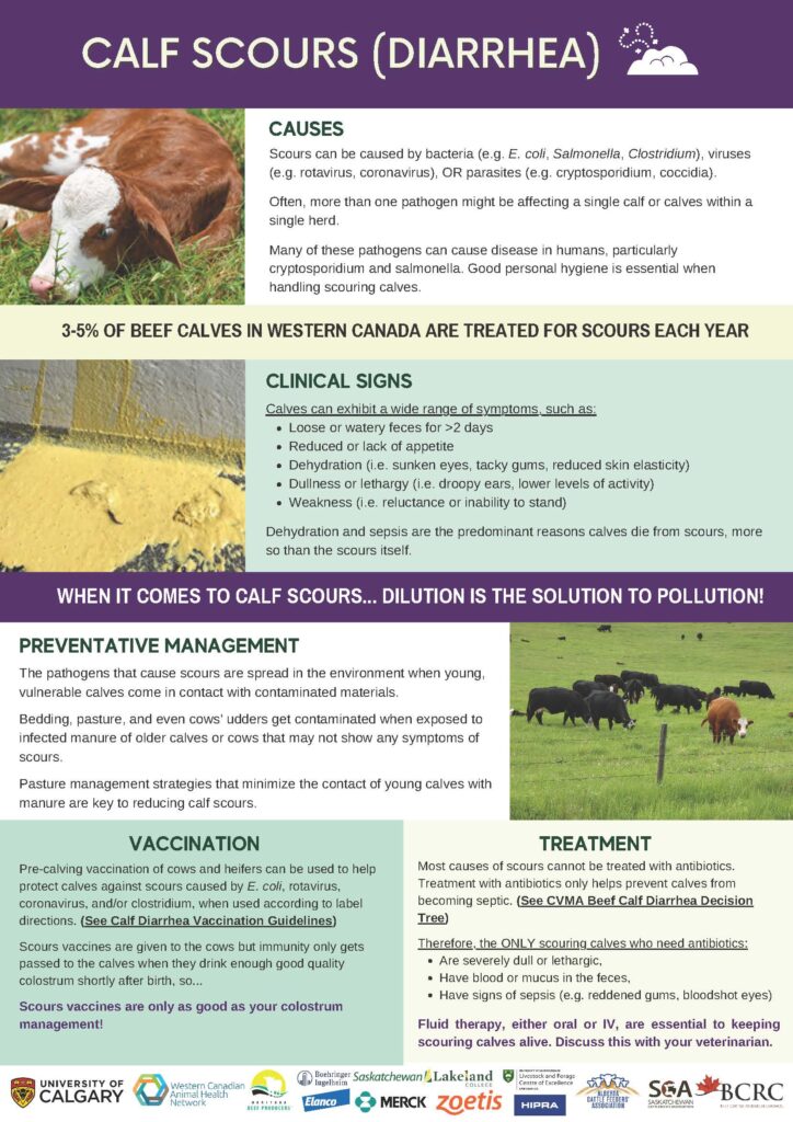 calf scours disease infographic
