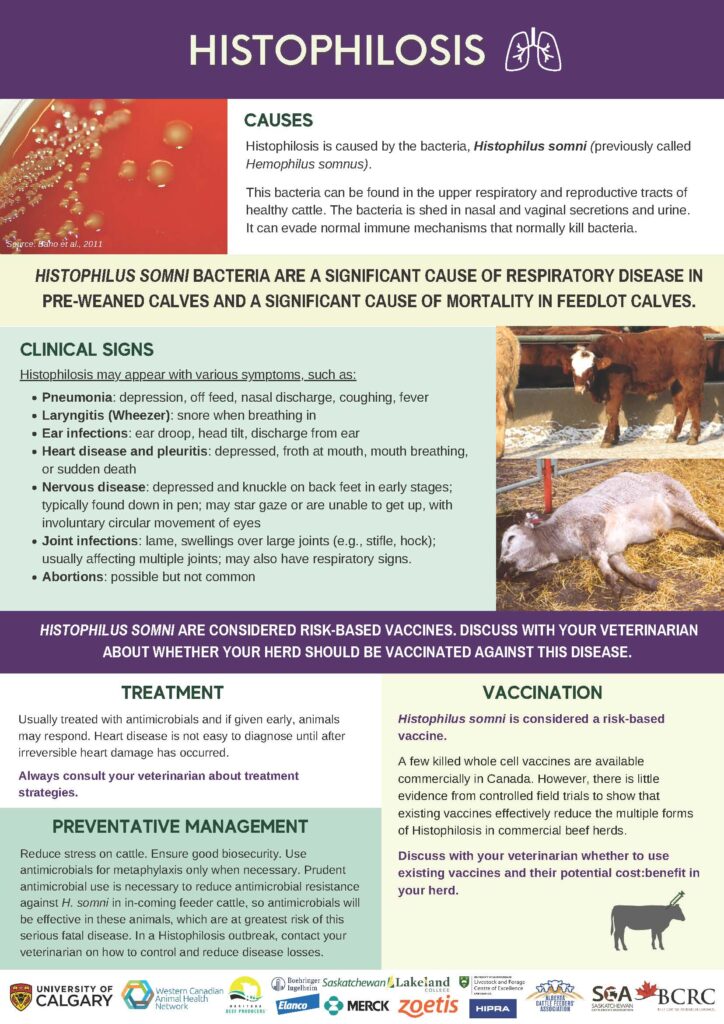 histophilosis disease infographic