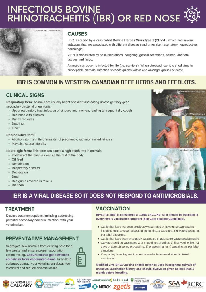 Infectious Bovine Rhinotracheitis (IBR) or red nose disease infographic