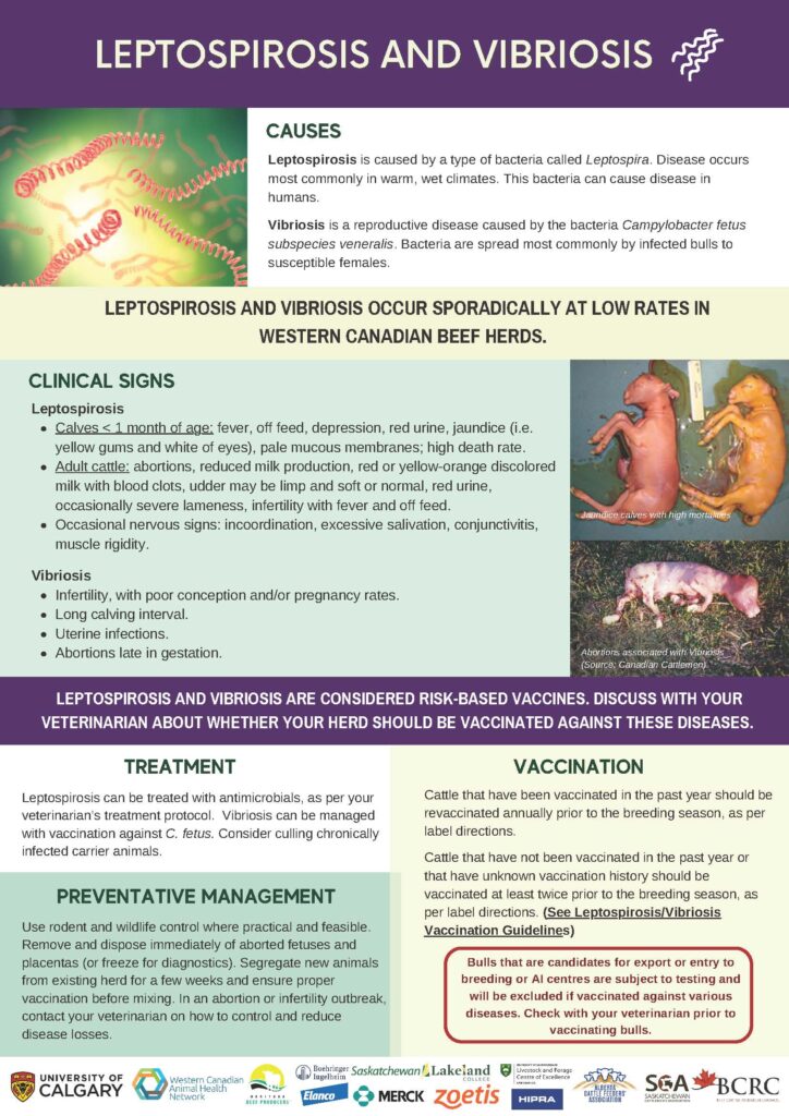 leptospirosis and vibriosis disease infographic
