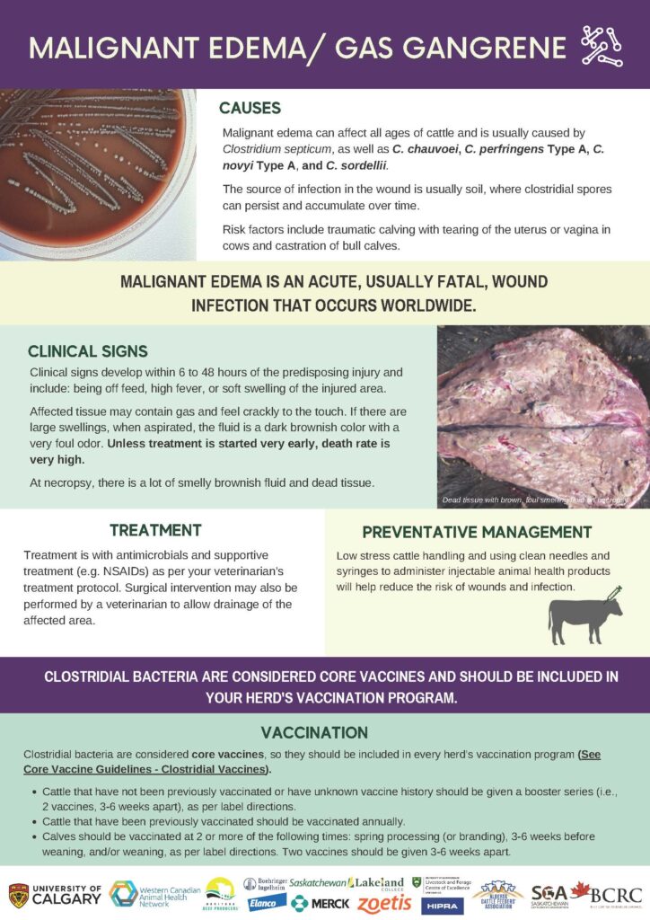 malignant edema disease infographic
