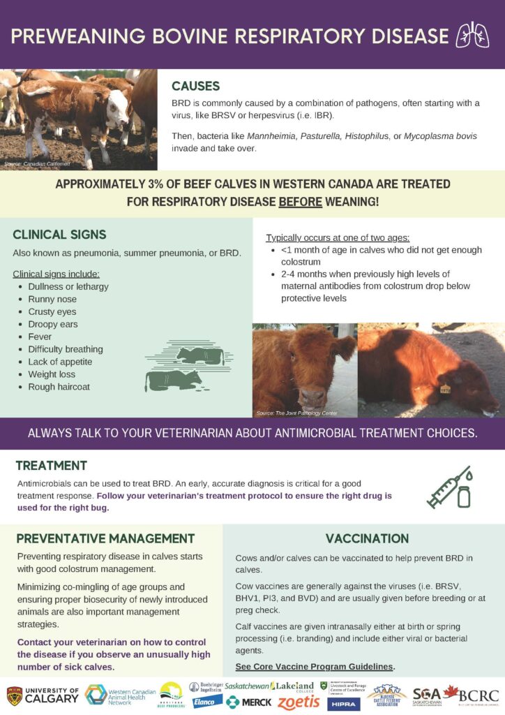 preweaning bovine respiratory disease infographic