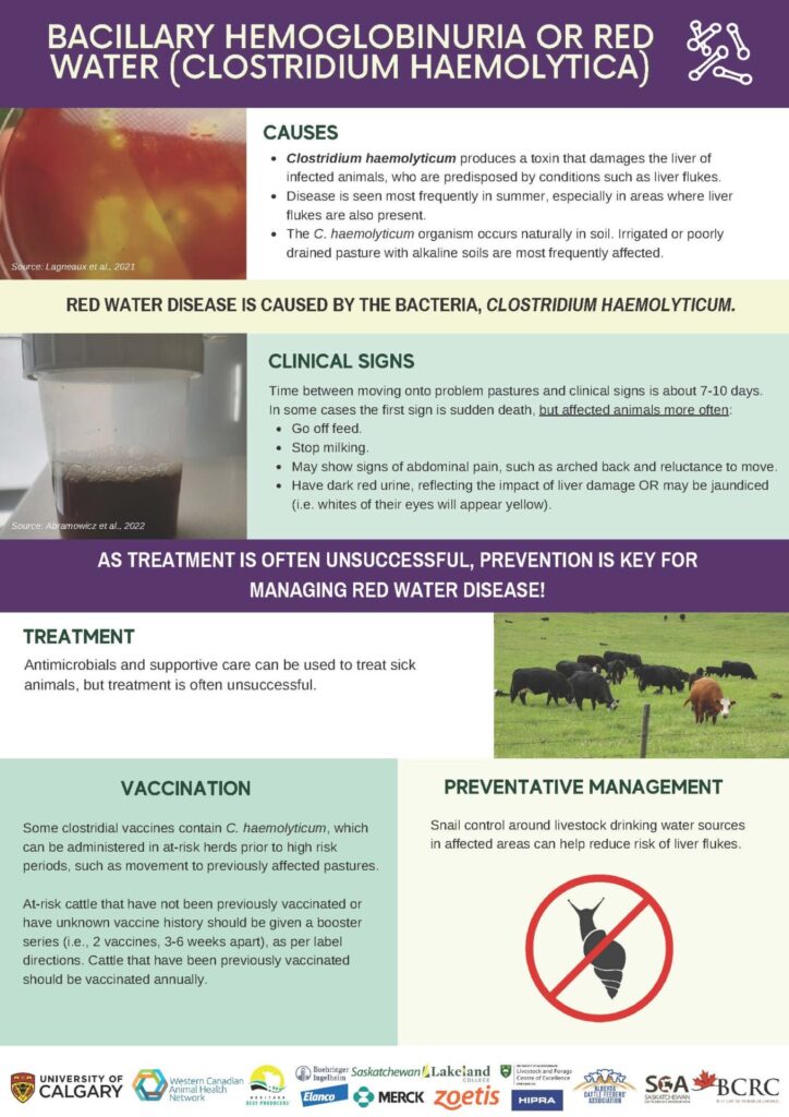 red water disease infographic