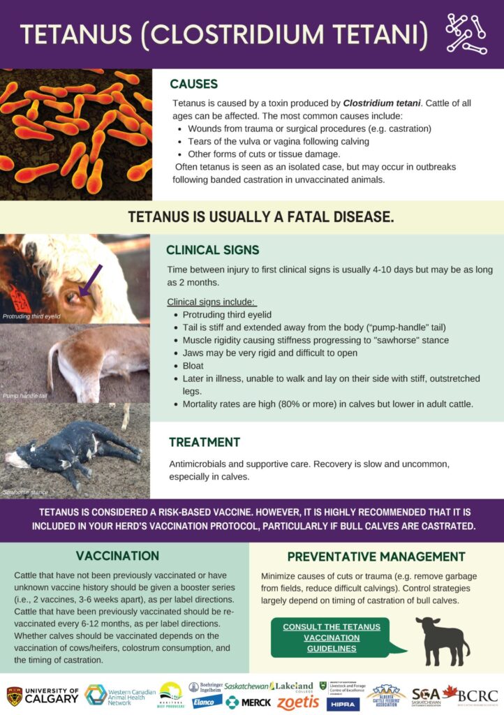 tetanus disease infographic