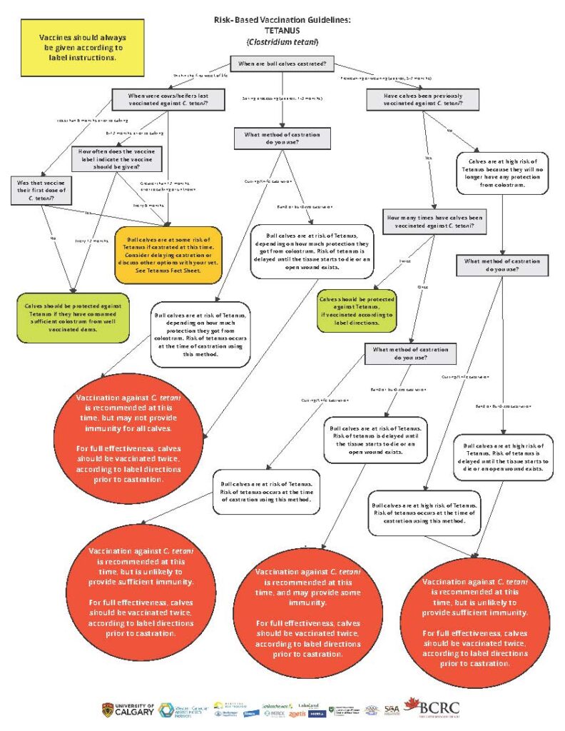 tetanus vaccination guidelines