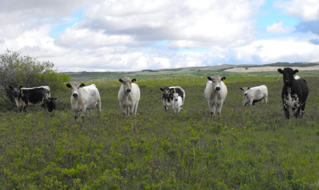 Speckle Park cattle in pasture