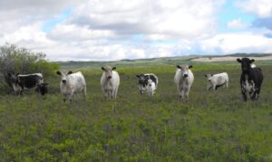 herd of Speckle Park cattle on pasture