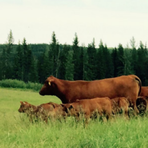red cattle on green grass with pines in the distance