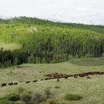 aerial shot of riders moving herd of cattle in mountains on horseback