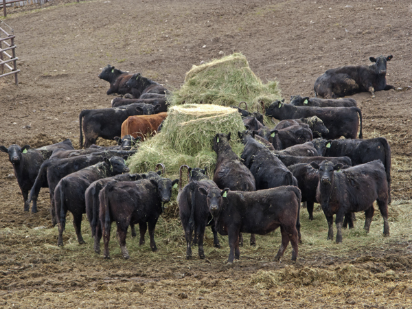 beef cattle eating hay bales