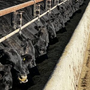 dairy-beef animals at feed trough