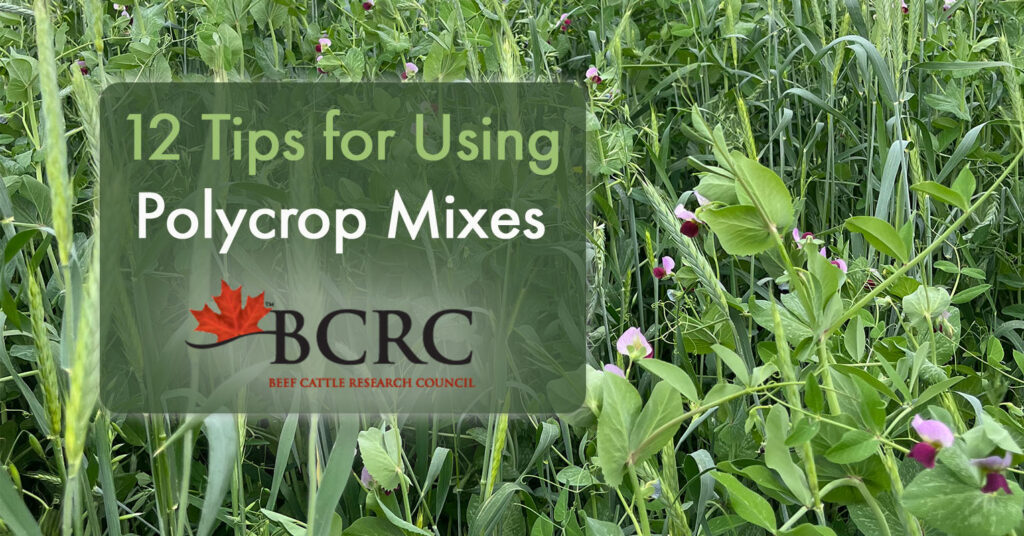 12 tips for using polycrop mixes
