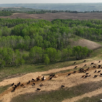 cattle herd on range