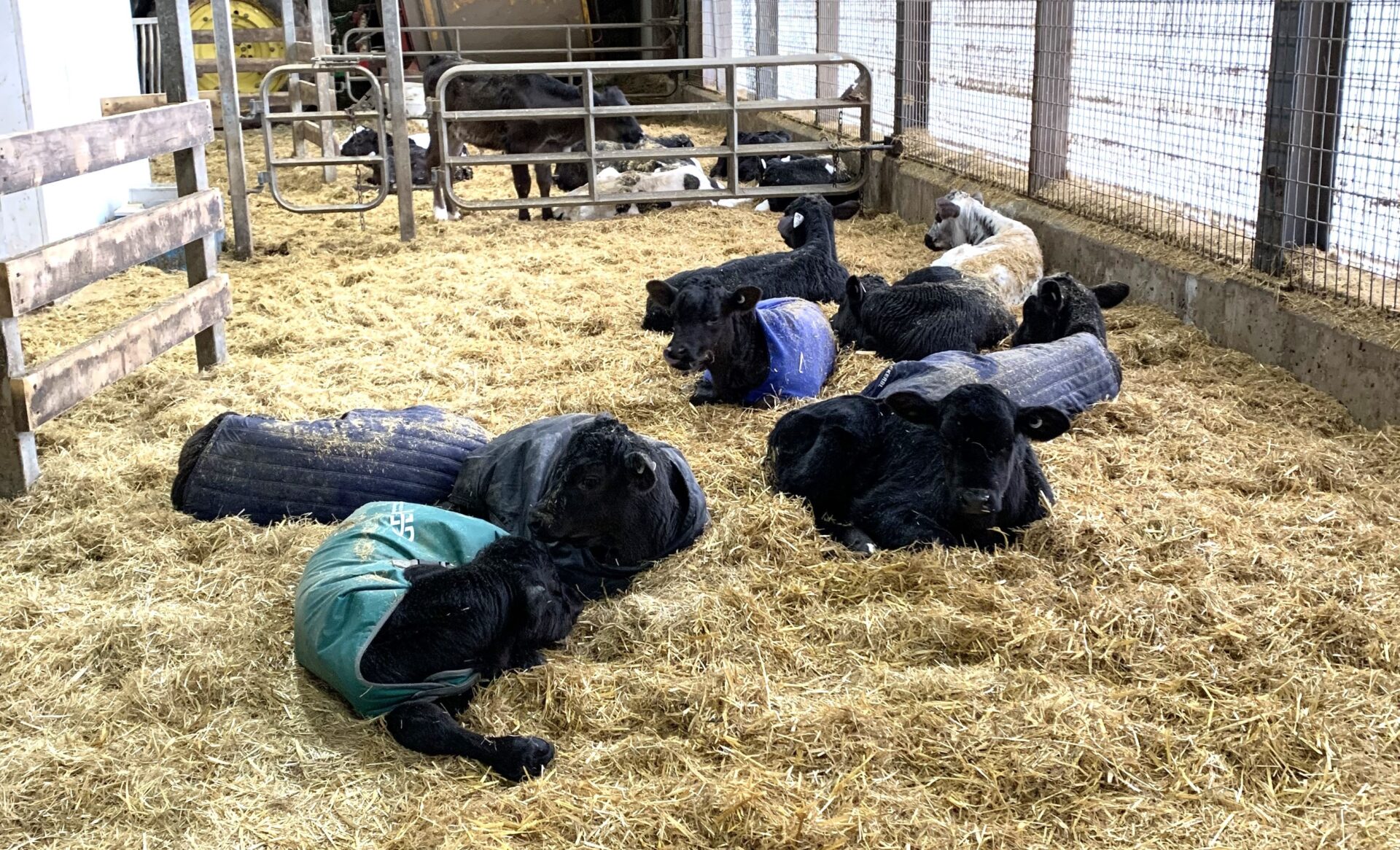 Producing DairyBeef Starting Off on the Right Hoof BeefResearch.ca