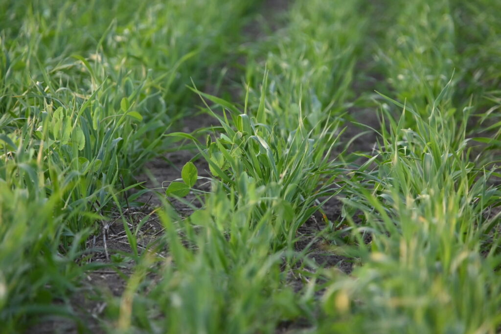 seeded polycrop mix