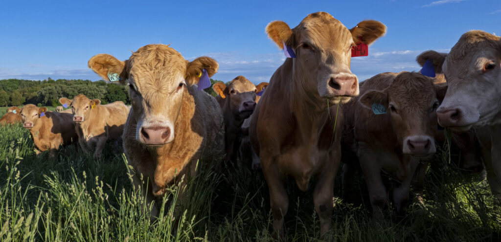 Charolais cattle in green grass