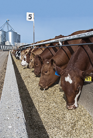 feedlot cattle eating at bunk