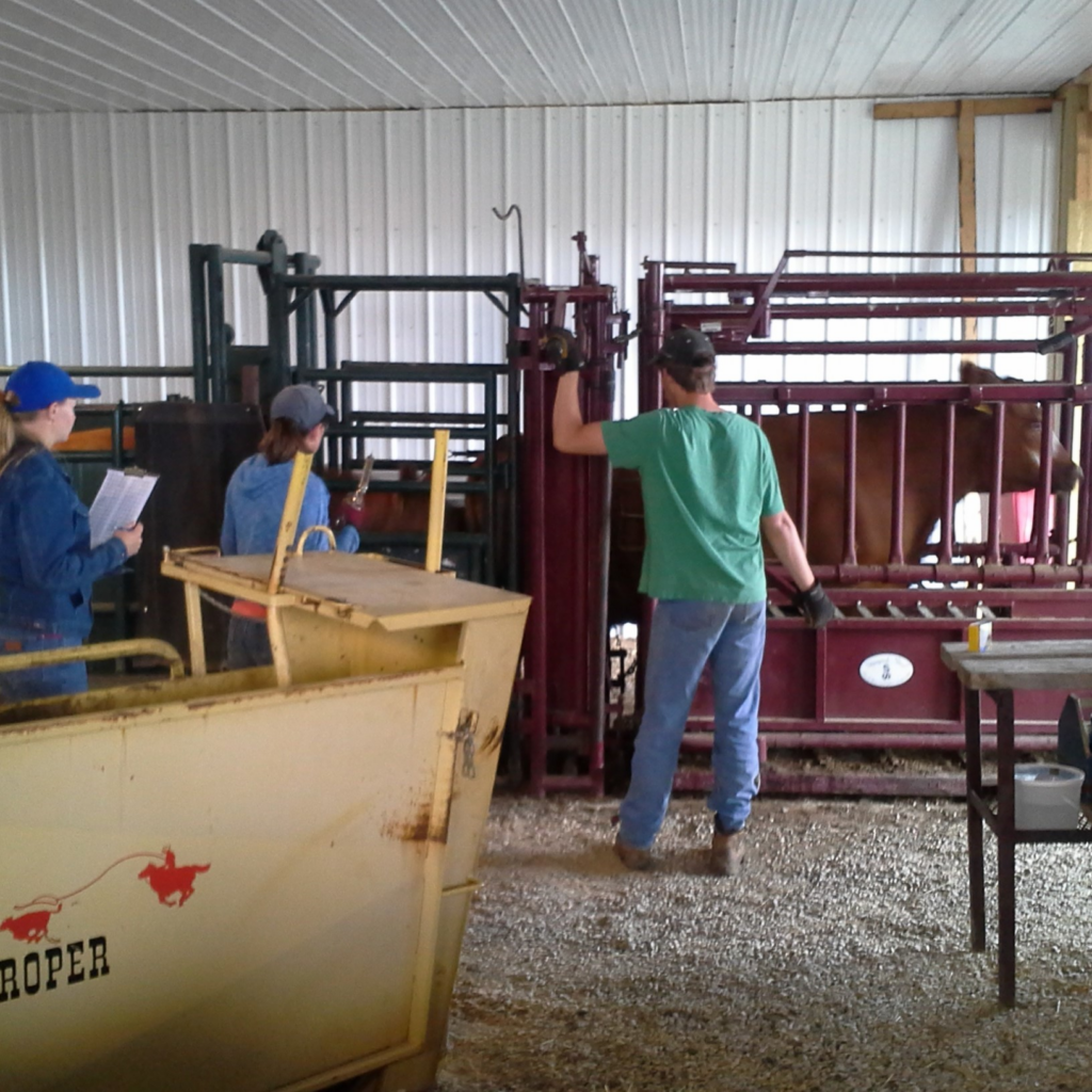 working cattle in squeeze chute
