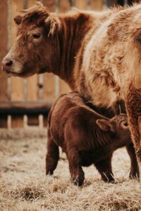 red cow and calf nursing on straw
