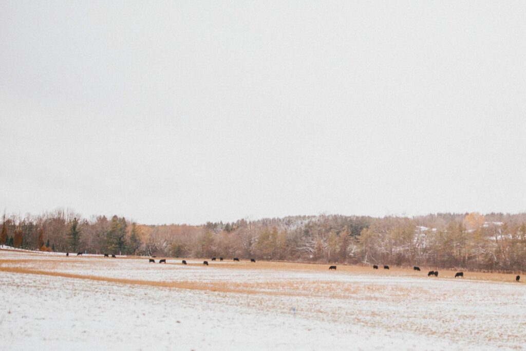 eastern cattle herd extended grazing in winter 