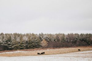 eastern cattle winter extended grazing
