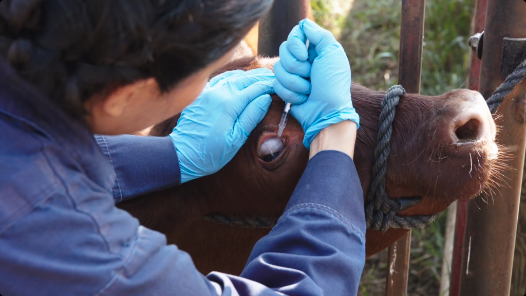 pinkeye vaccine